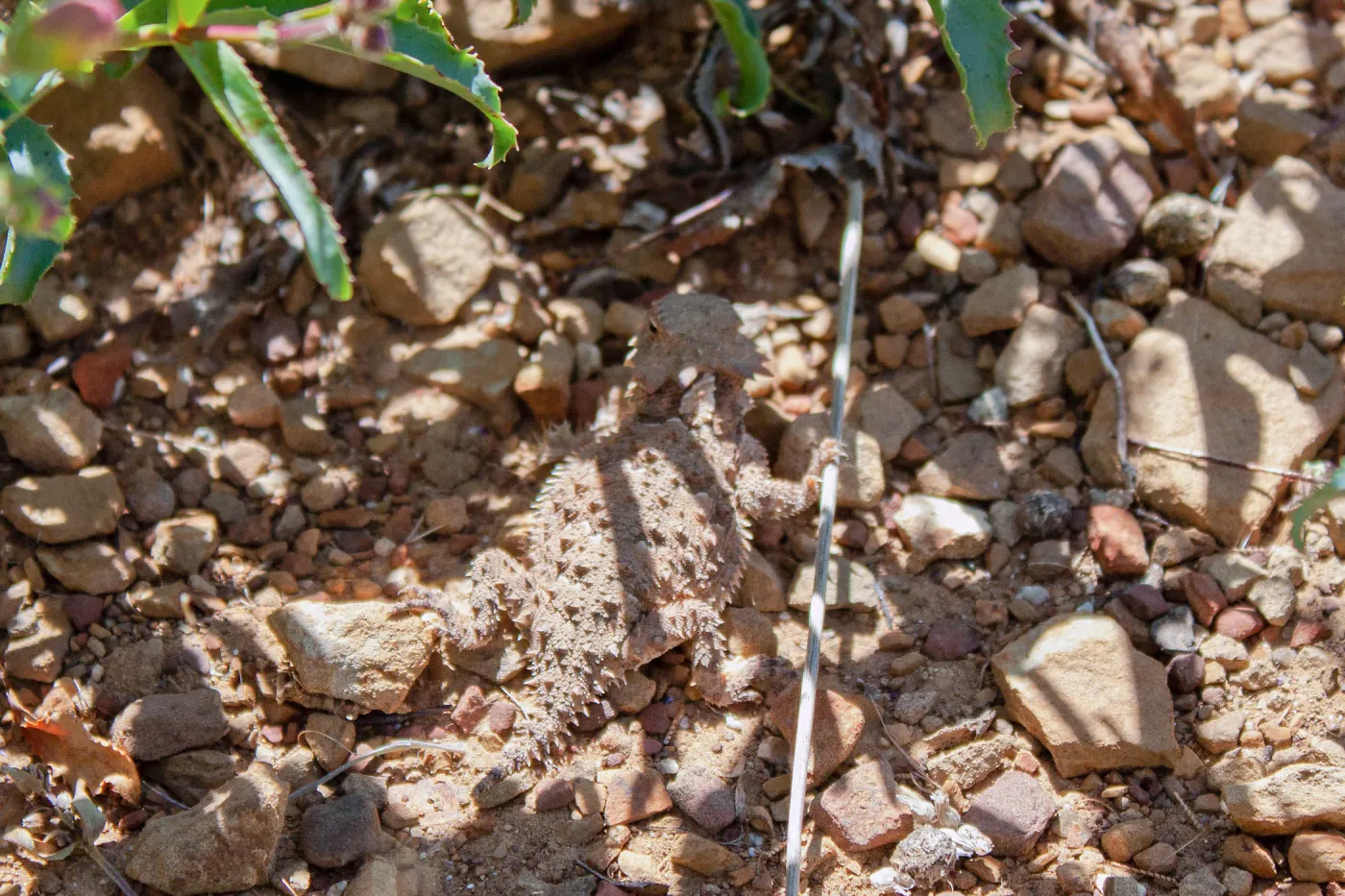 Phrynosoma blainvillii (Blainville's Horned Lizard) in the shade of a penstemon, Sisar Canyon Road, Ojai, CA, Thomas Fire Survey - Mapping Recovery project