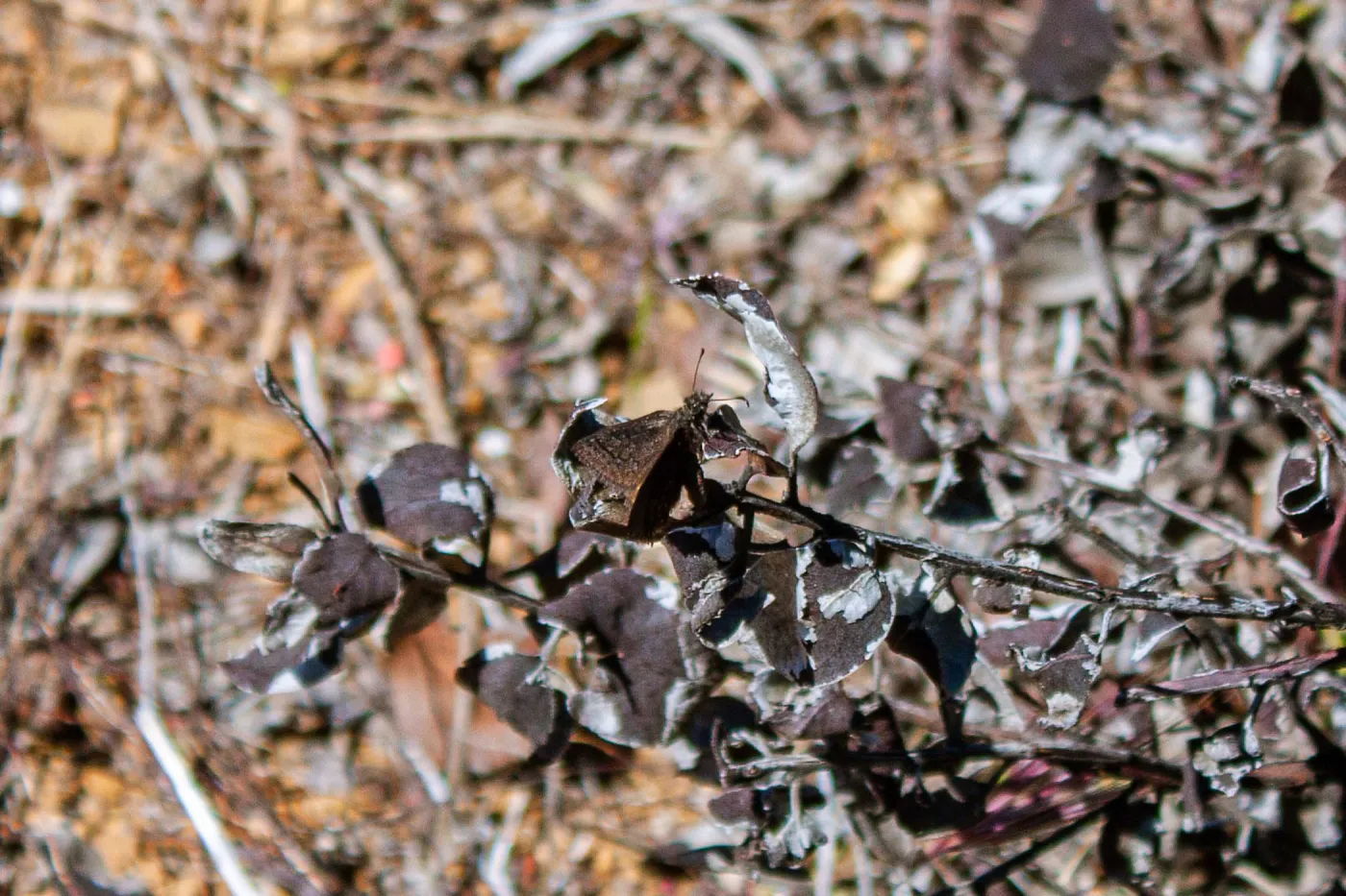 Sleepy duskywing butterfly (Erynnis brizio) on burned vegetation, Sisar Canyon Road, Ojai, CA, Thomas Fire Survey - Mapping Recovery project