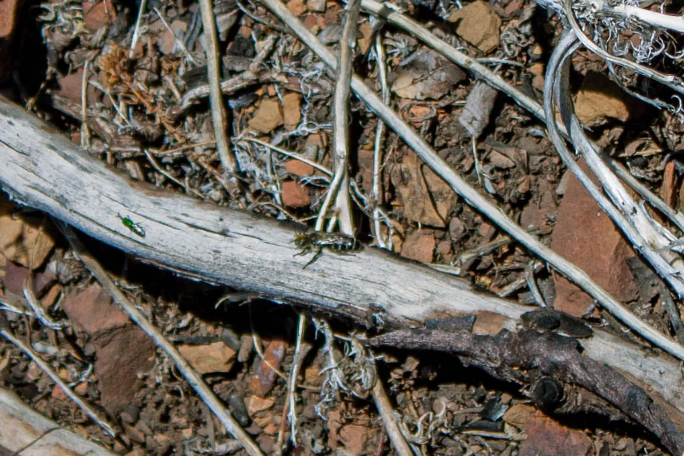 A bee at rest, Lion Canyon Trail, Ojai, CA, Thomas Fire Survey - Mapping Recovery project