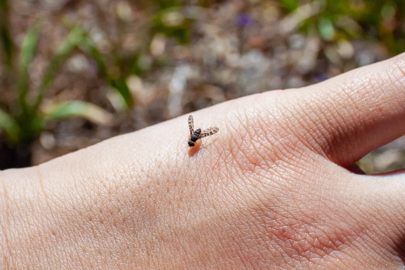 A bee fly (Bombylid) with lacy wings, Lion Canyon Trail, Ojai, CA, Thomas Fire Survey - Mapping Recovery project