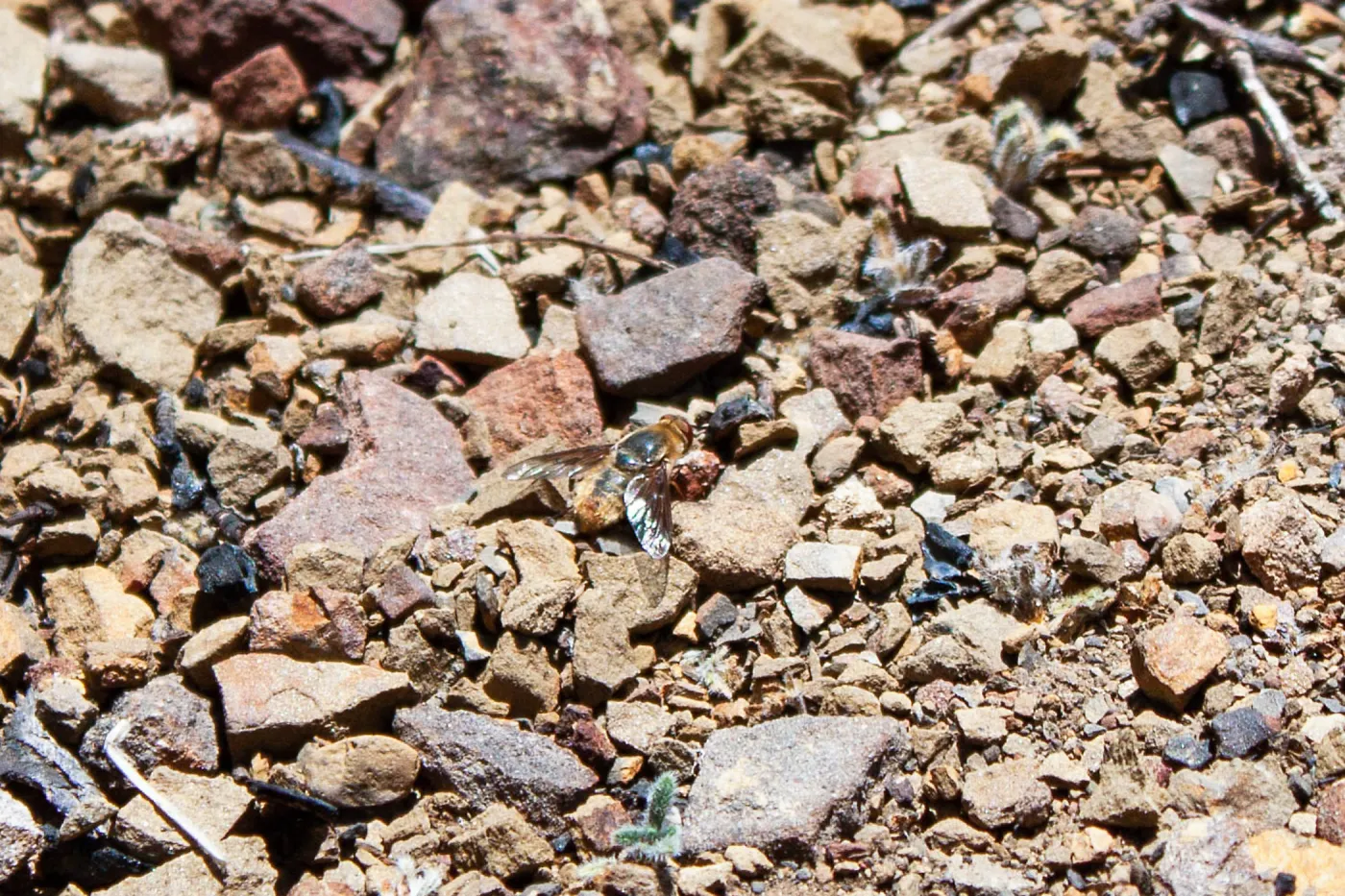 A fly at rest, Lion Canyon Trail, Ojai, CA, Thomas Fire Survey - Mapping Recovery project
