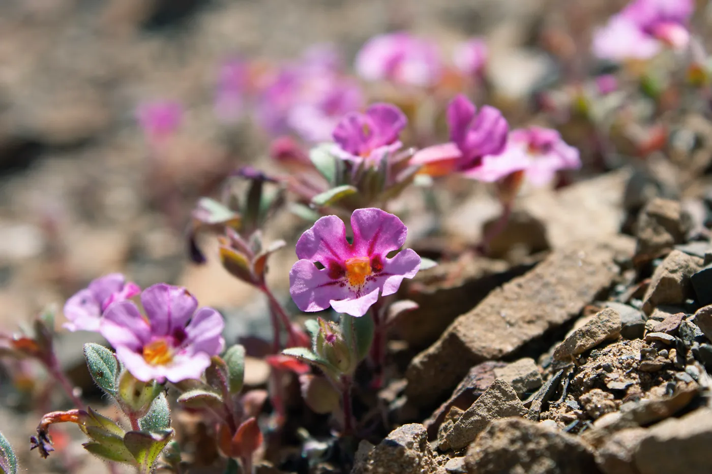 Diplacus johnstonii (Johnston's monkeyflower), Lion Canyon Trail, Ojai, CA, Thomas Fire Survey - Mapping Recovery project