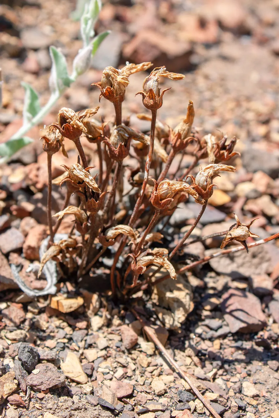 Aphyllon fasciculatum (clustered broomrape), a parasitic plant, Lion Canyon Trail, Ojai, CA, Thomas Fire Survey - Mapping Recovery project