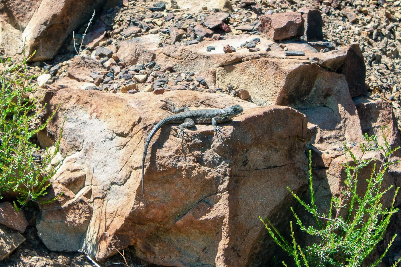 Western fence lizard (Sceloporus occidentalis), Lion Canyon Trail, Ojai, CA, Thomas Fire Survey - Mapping Recovery project
