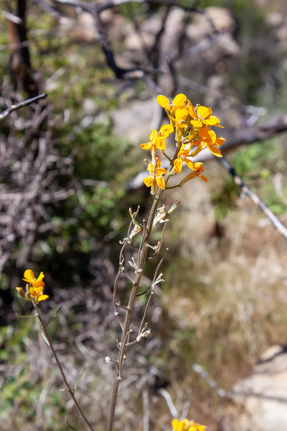 Erysimum capitatumÂ ssp.Â capitatum, Lion Canyon Trail, Ojai, CA, Thomas Fire Survey - Mapping Recovery project