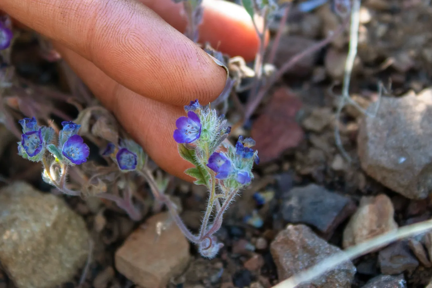 A species of Phacelia, Lion Canyon Trail, Ojai, CA, Thomas Fire Survey - Mapping Recovery project