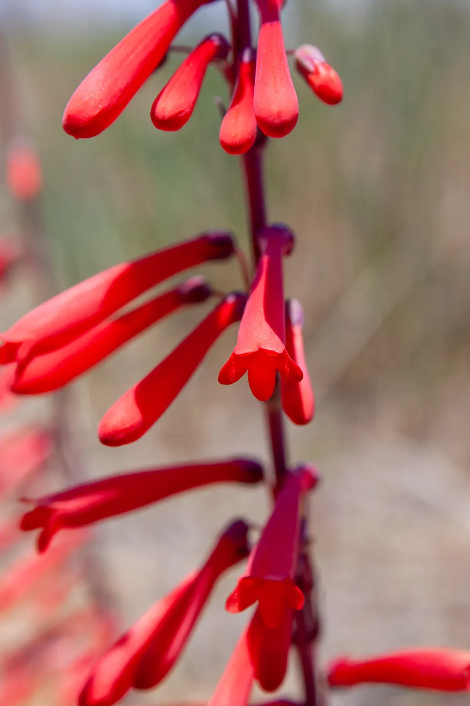 Penstemon centranthifolius (scarlet bugler), Nordhoff Ridge Rd, Ojai, CA, Thomas Fire Survey - Mapping Recovery project
