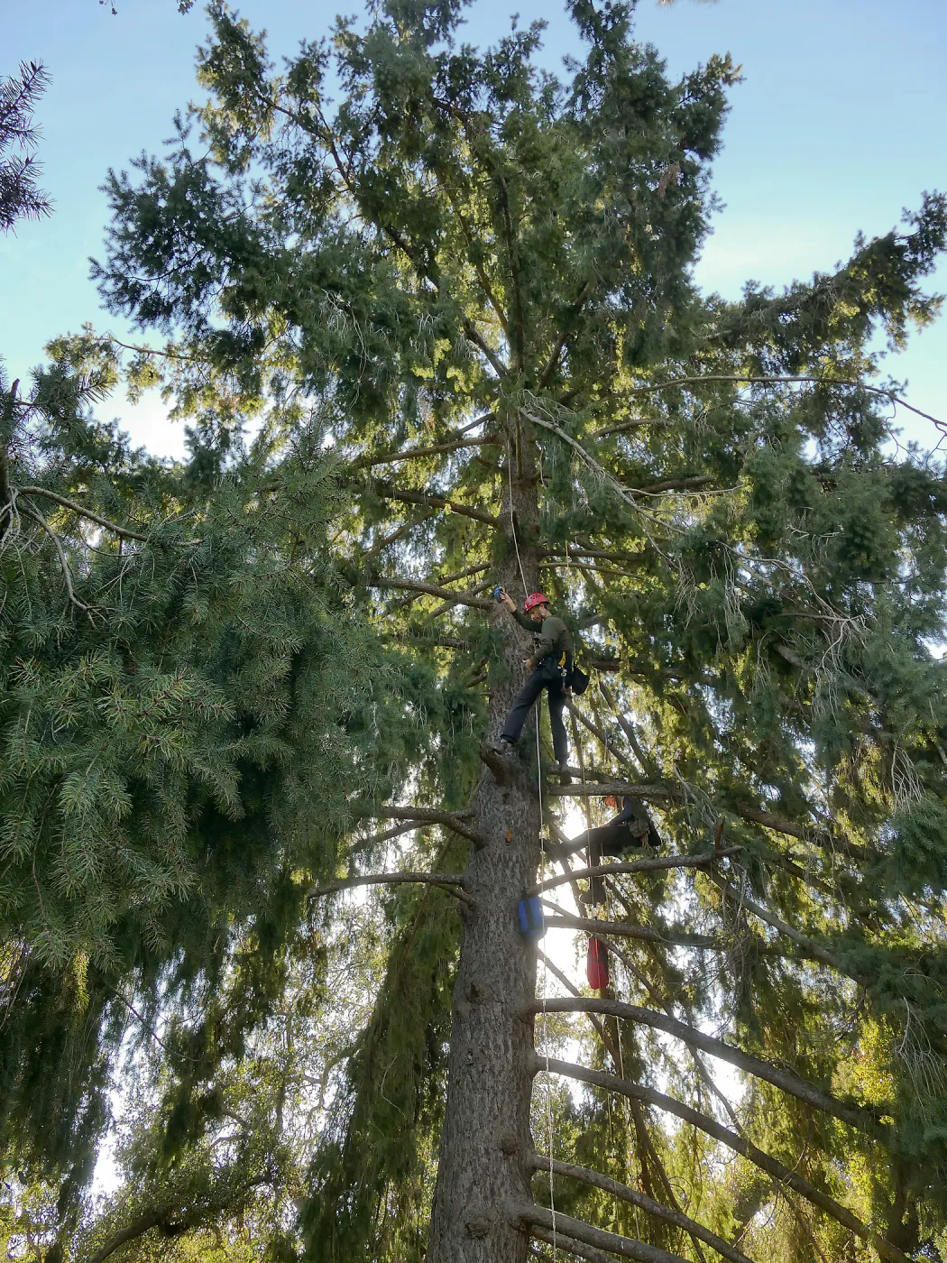 Cam Williams and Rikke NÃ¦sborg Measuring the Bigcone Douglas-fir at the south end of the Manzanita Section