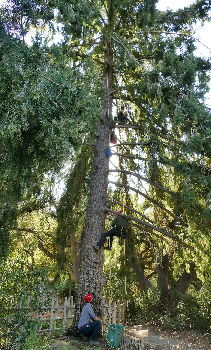 Measuring the Bigcone Douglas-fir at the south end of the Manzanita Section
