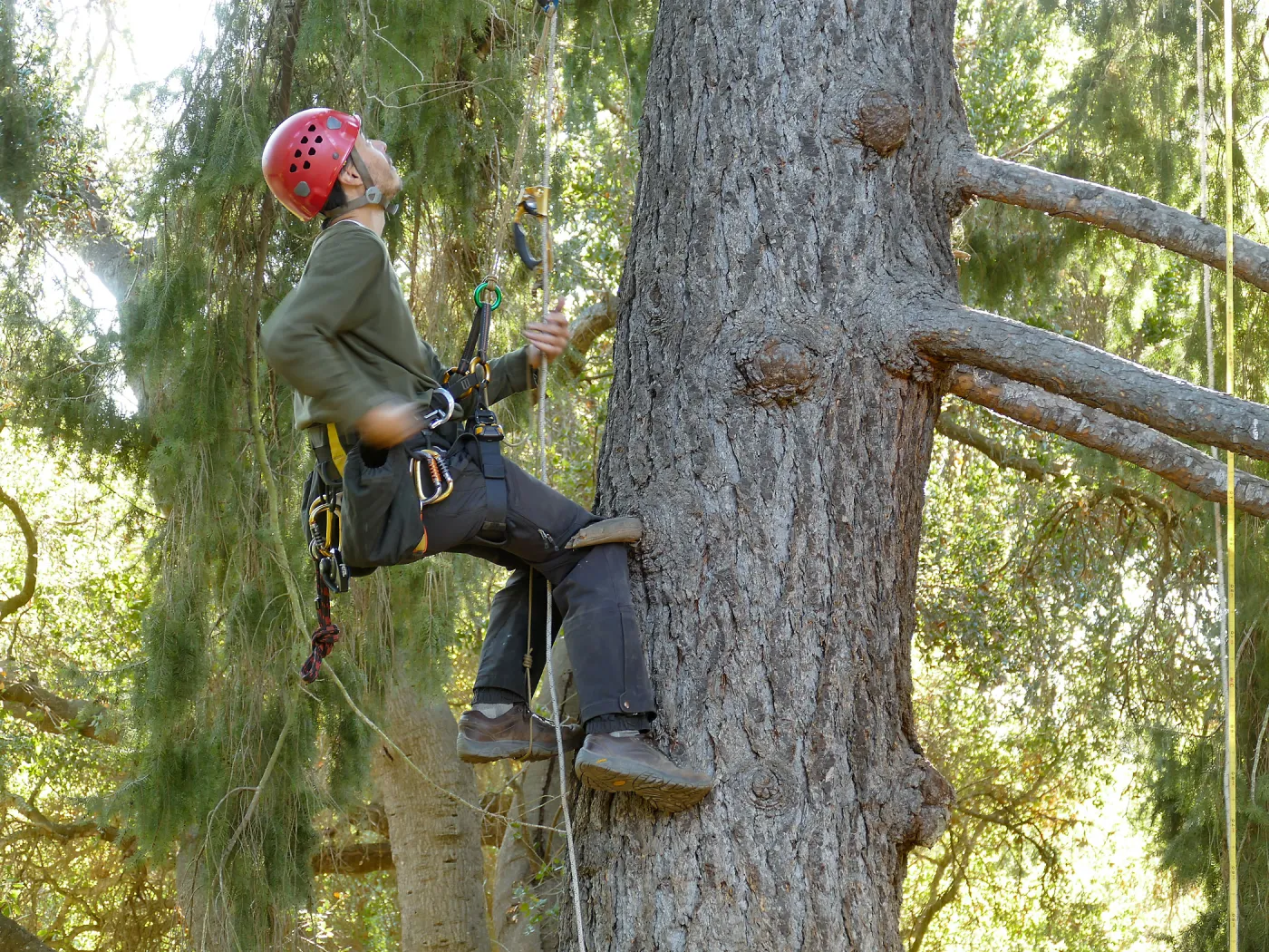 Cam Williams Measuring the Bigcone Douglas-fir at the south end of the Manzanita Section