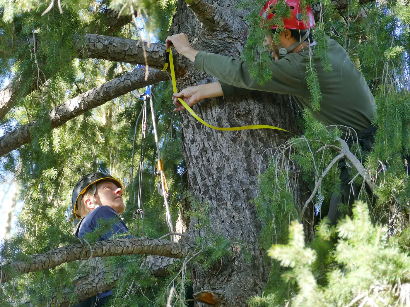 Rikke Naesborg and Cam Williams Measuring the Bigcone Douglas-fir at the south end of the Manzanita Section