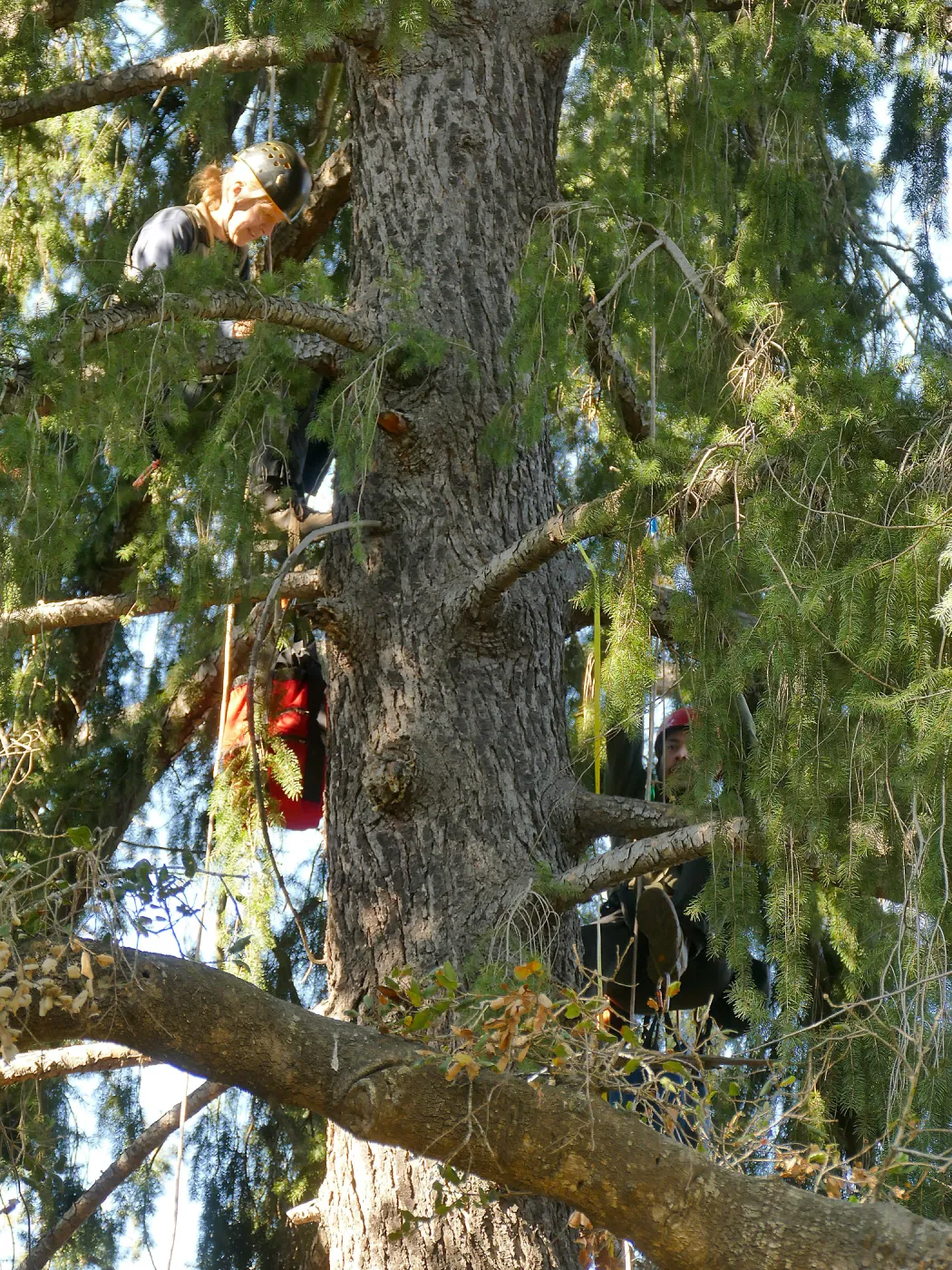 Rikke Naesborg and Cam Williams Measuring the Bigcone Douglas-fir at the south end of the Manzanita Section
