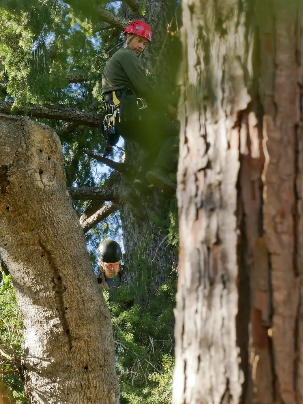 Rikke Naesborg and Cam Williams Measuring the Bigcone Douglas-fir at the south end of the Manzanita Section