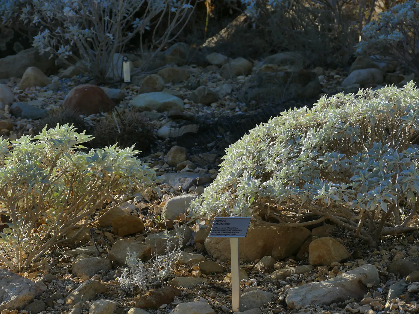 Brittlebush in the Desert Section