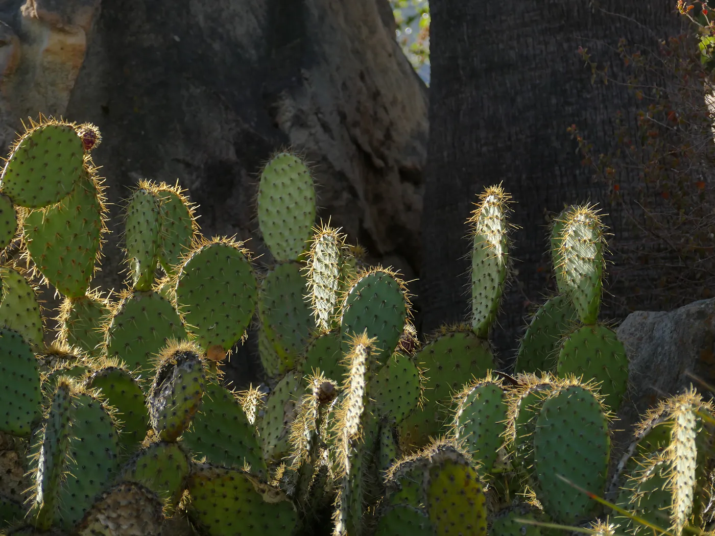 Chaparral Prickly-pear in the Desert Section
