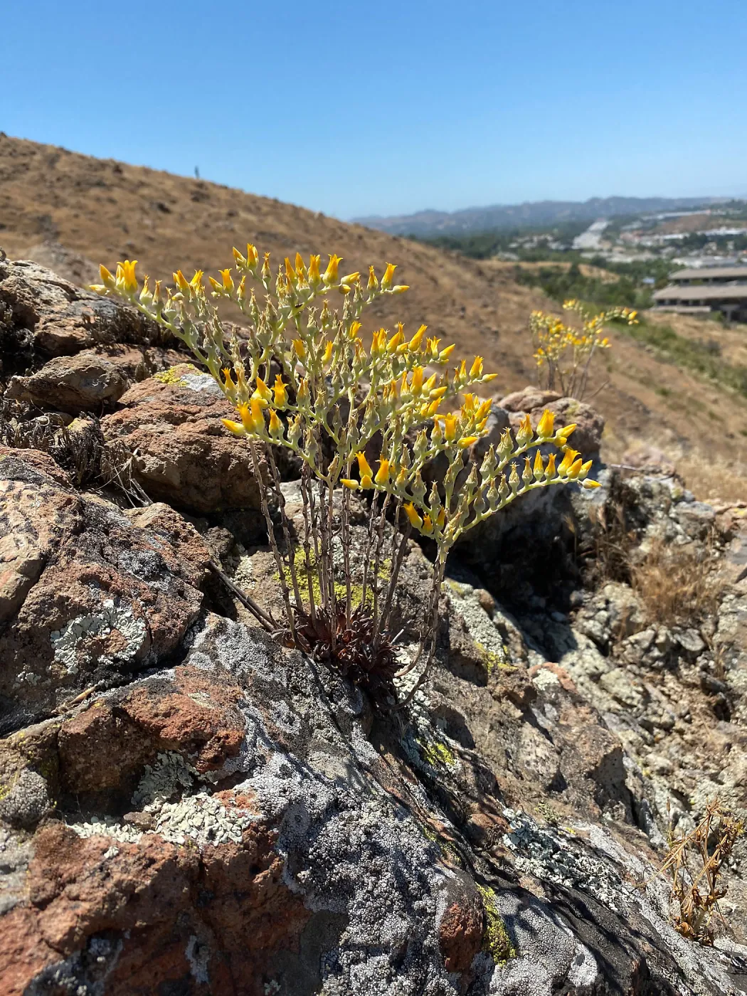 Agoura Hills Dudleya, D. cymosa subsp. agourensis, Agoura Hills