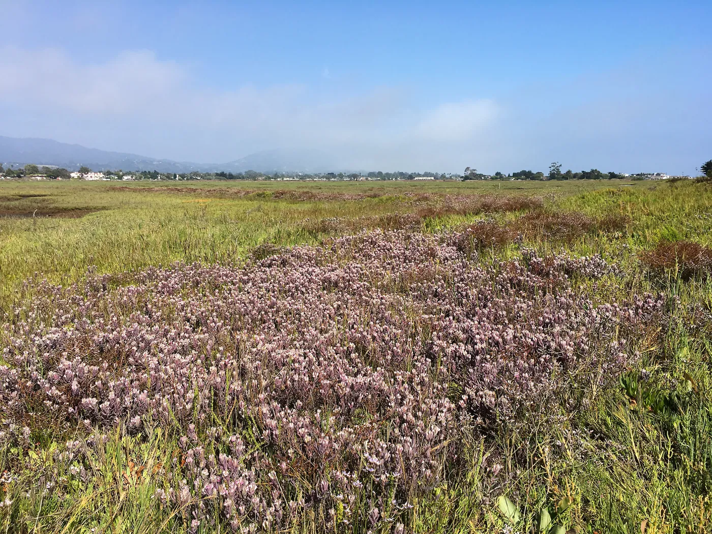 Salt Marsh Bird's Beak Chloropyron maritimum ssp maritimum at Carpinteria Salt Marsh