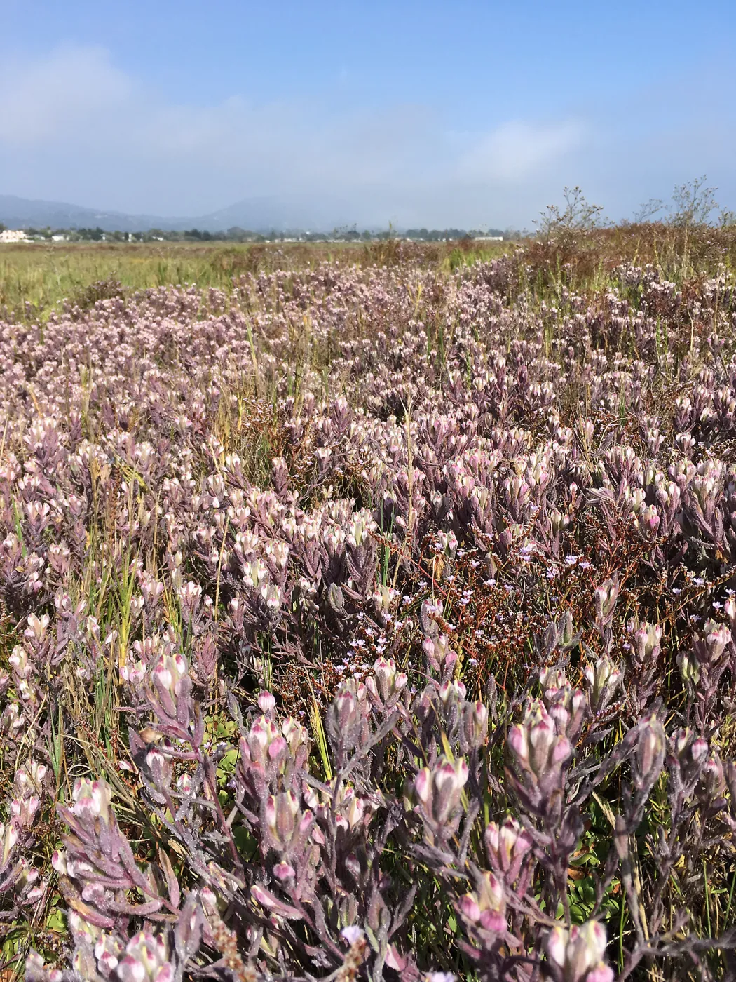 Salt Marsh Bird's Beak Chloropyron maritimum ssp maritimum at Carpinteria Salt Marsh