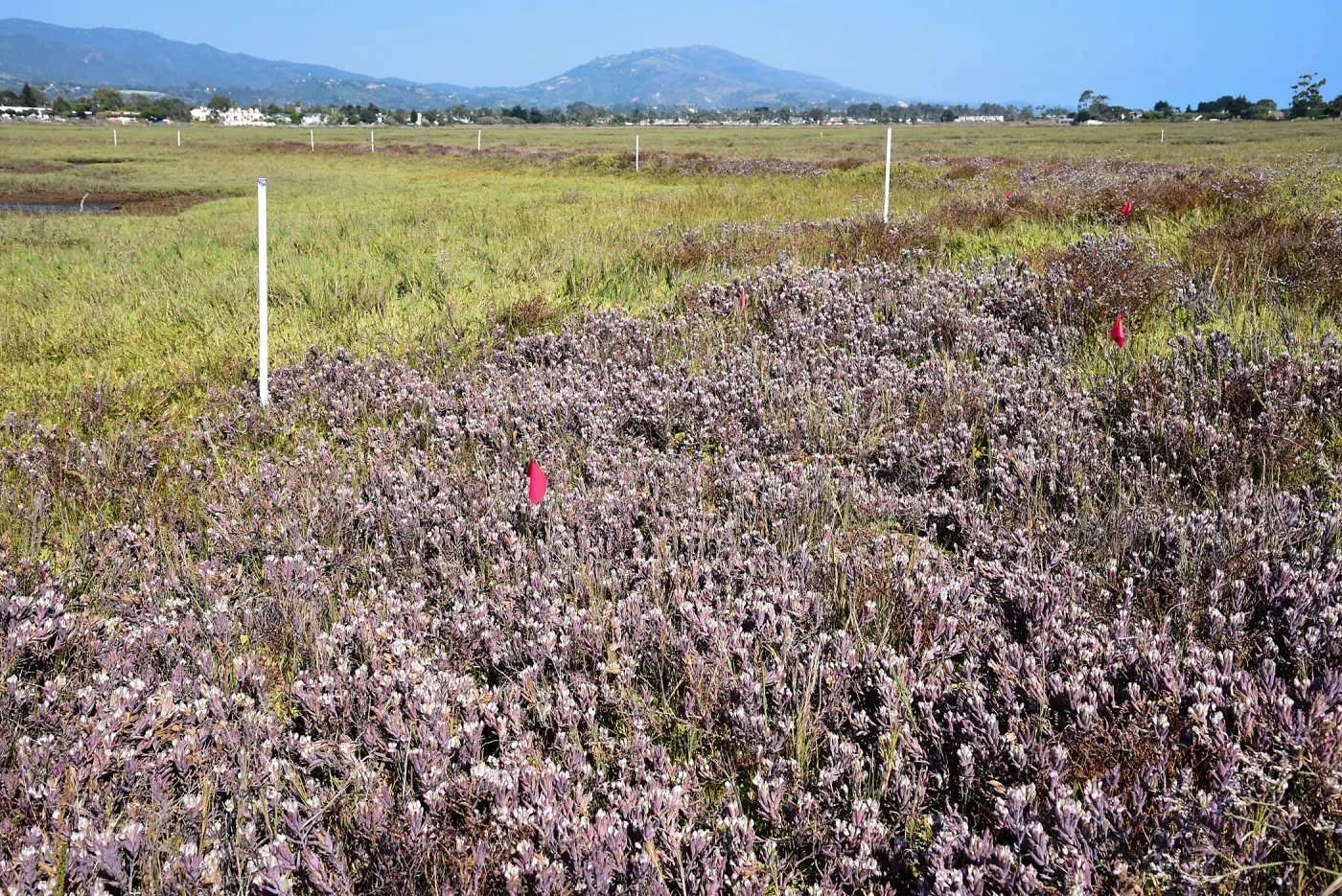 Salt Marsh Bird's Beak Chloropyron maritimum ssp maritimum at Carpinteria Salt Marsh Preserve