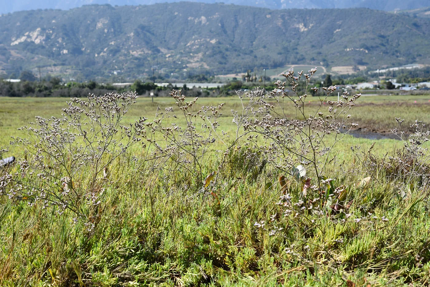 Invasive Limonium duriusculum at Carpinteria Salt Marsh Preserve