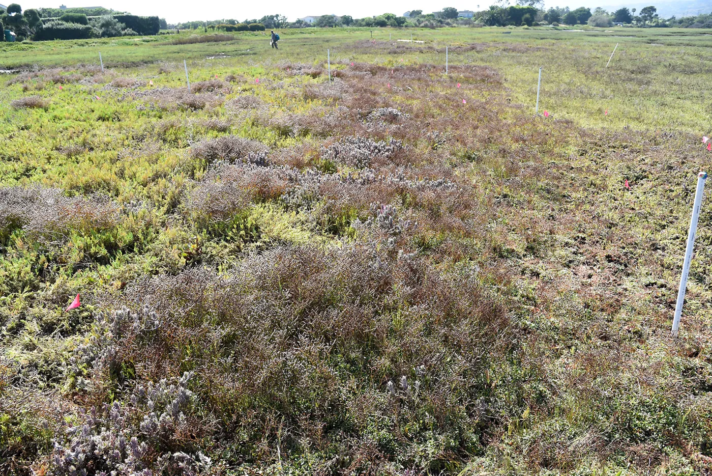 Invasive Limonium duriusculum at Carpinteria Salt Marsh Preserve
