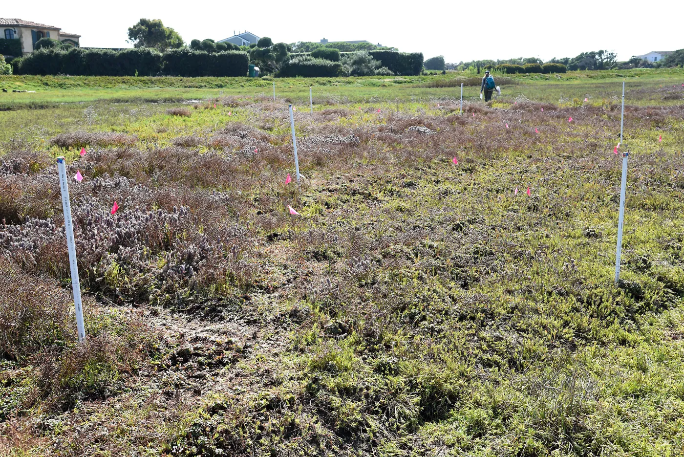 Salt Marsh Bird's Beak Chloropyron maritimum ssp maritimum research plots