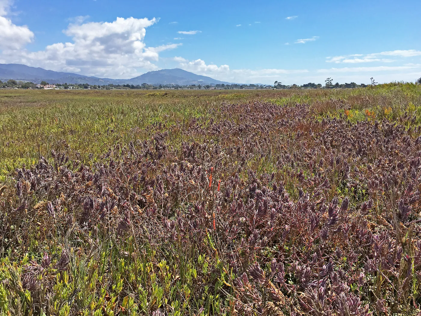Salt Marsh Bird's Beak Chloropyron maritimum ssp maritimum at Carpinteria Salt Marsh Preserve