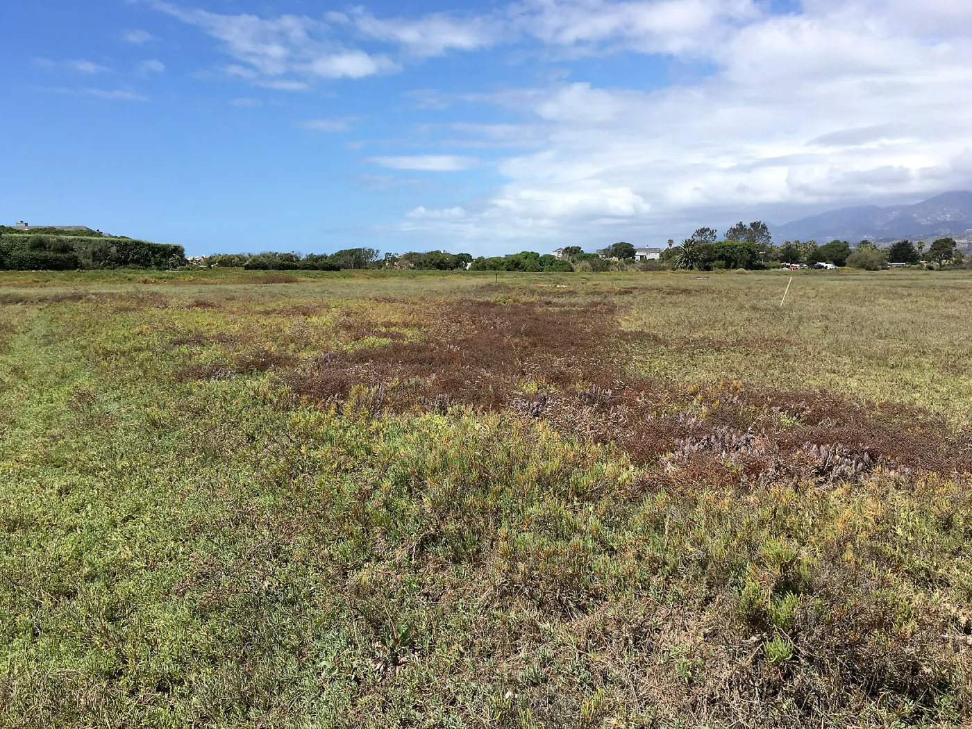 Salt Marsh Bird's Beak Chloropyron maritimum ssp maritimum at Carpinteria Salt Marsh Preserve