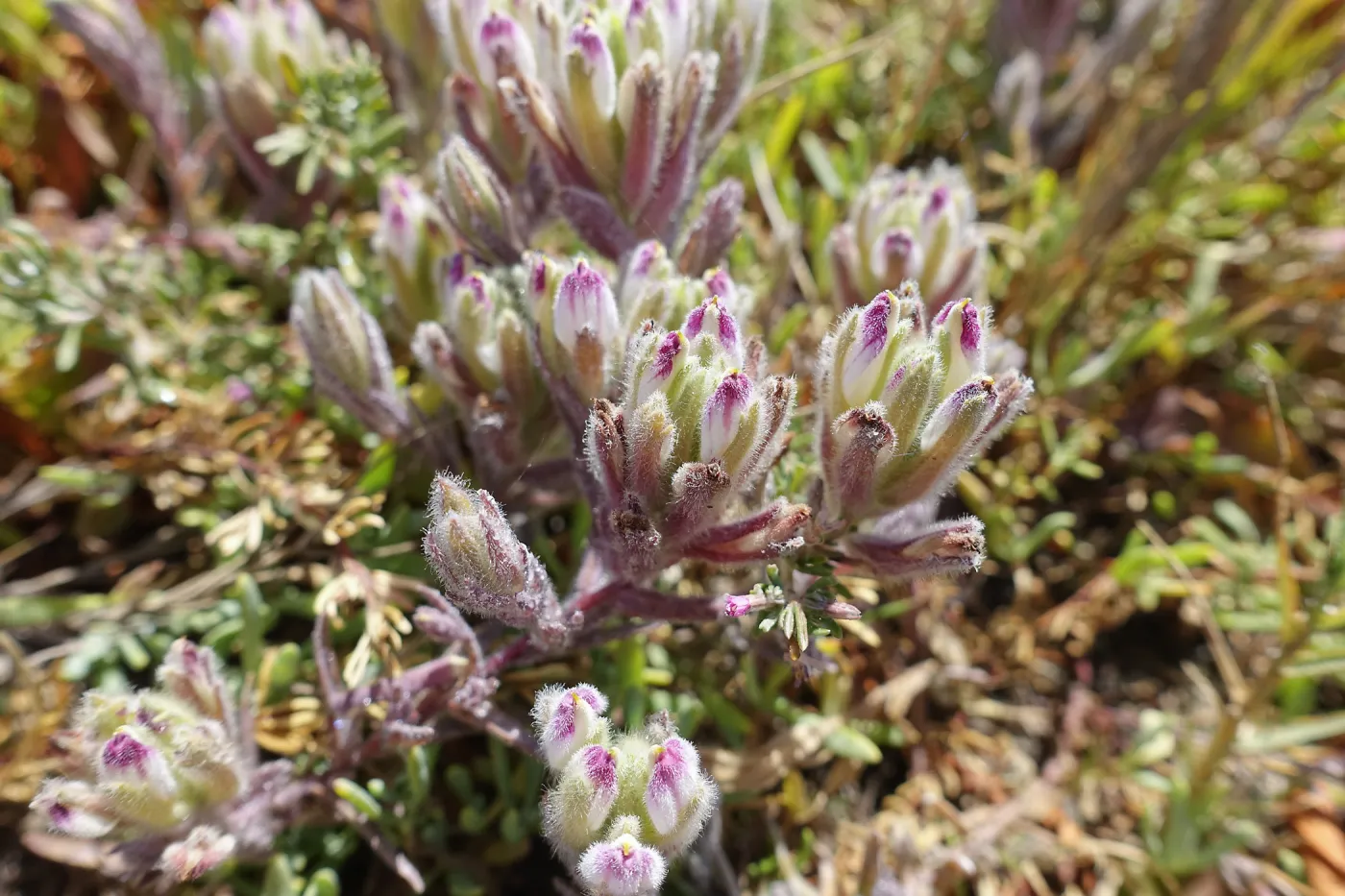 Salt Marsh Bird's Beak Chloropyron maritimum ssp maritimum