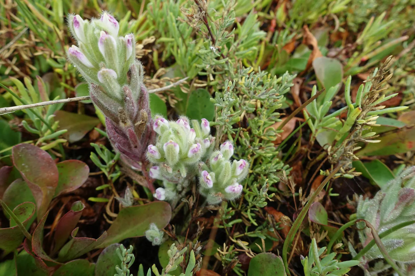 Salt Marsh Bird's Beak Chloropyron maritimum ssp maritimum