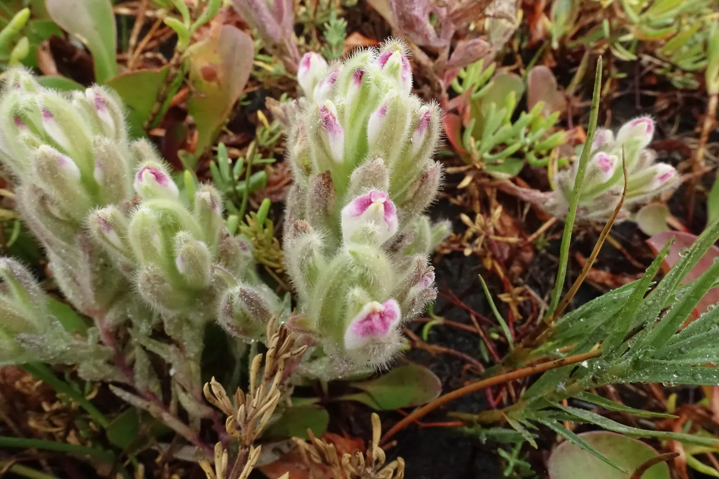 Salt Marsh Bird's Beak Chloropyron maritimum ssp maritimum