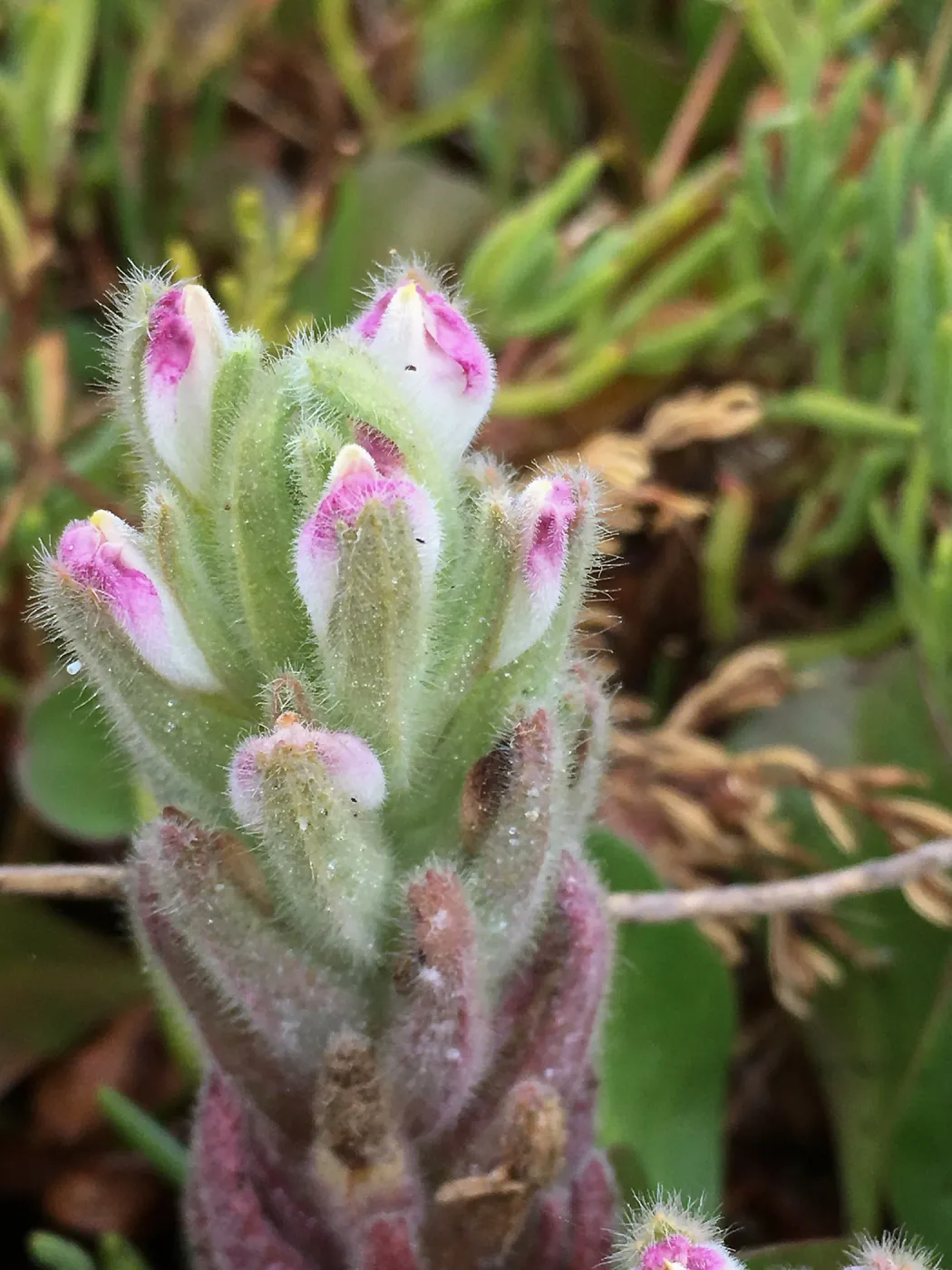 Salt Marsh Bird's Beak Chloropyron maritimum ssp maritimum