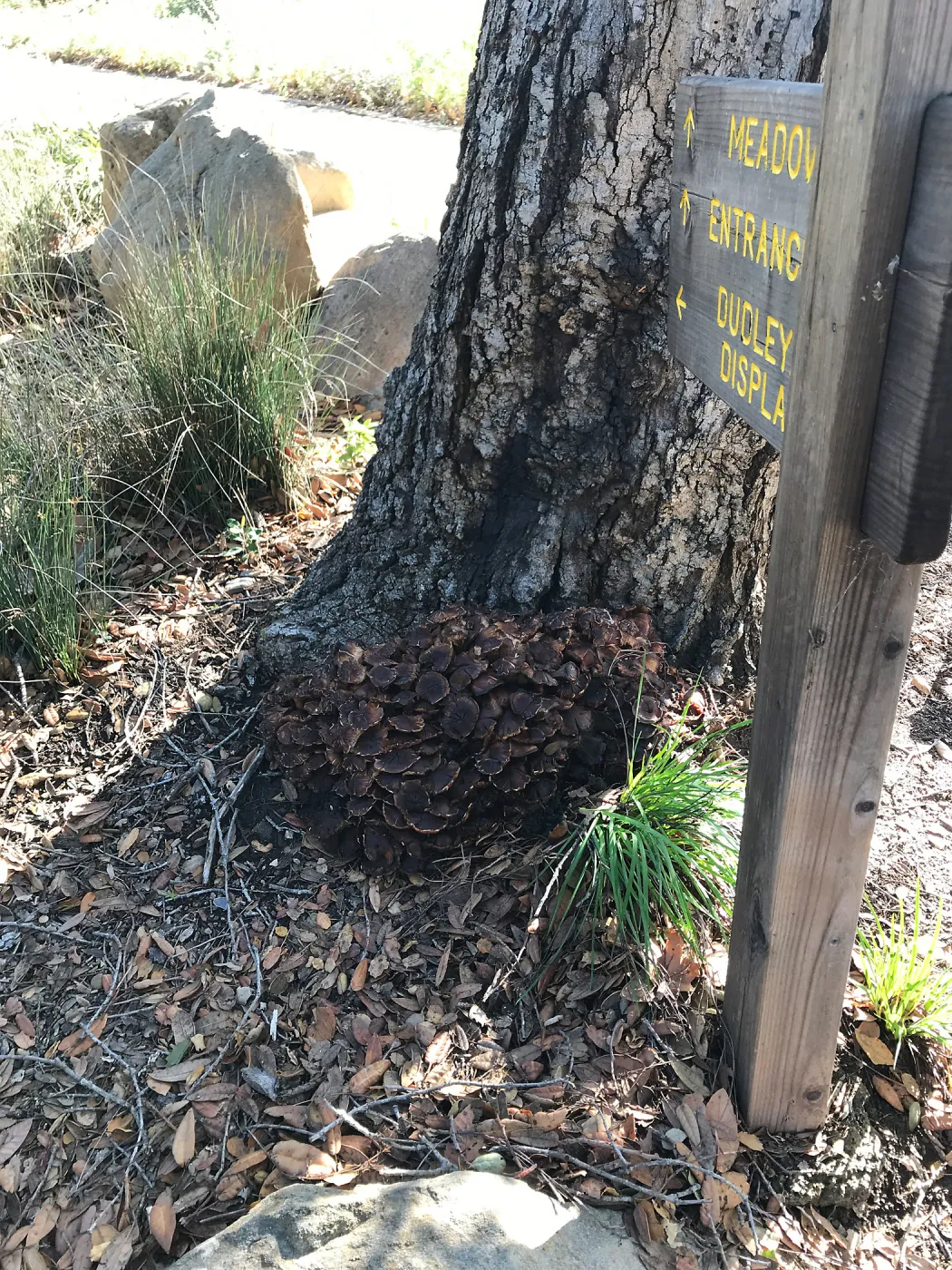 Mushrooms growing on the Island Oak at the top of the Meadow