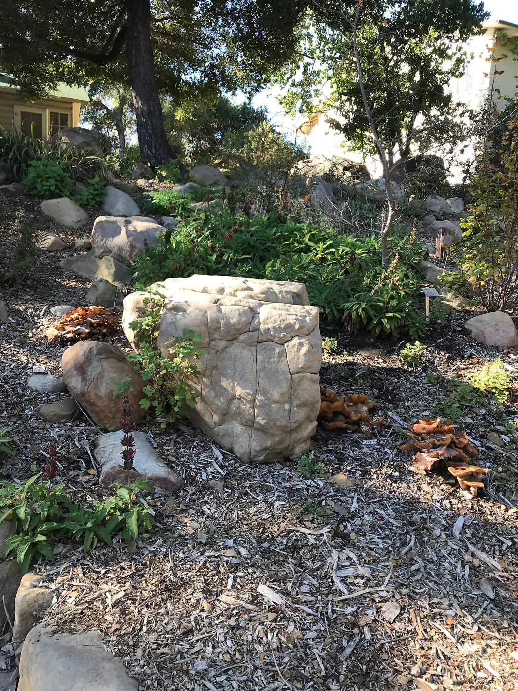Armillaria mellea, Honey Mushroom, in the Arroyo Section just east of the Cottage