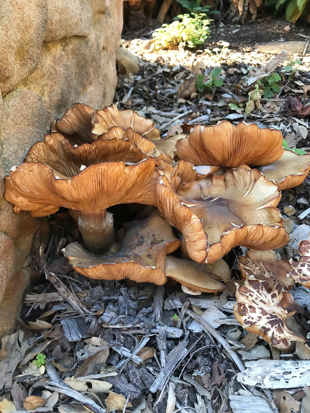 Armillaria mellea, Honey Mushroom, in the Arroyo Section just east of the Cottage