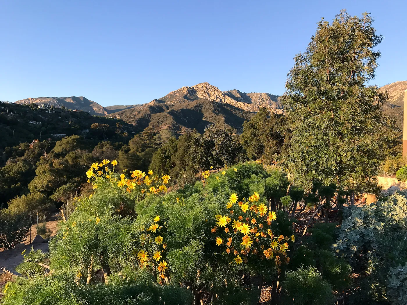 Giant coreopsis in the Island View Garden