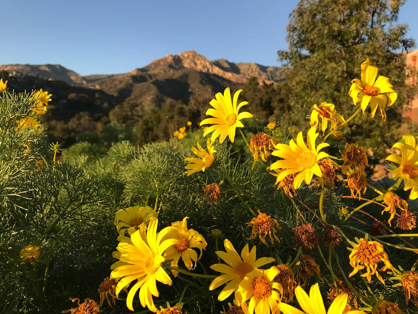 Giant coreopsis in the Island View Garden