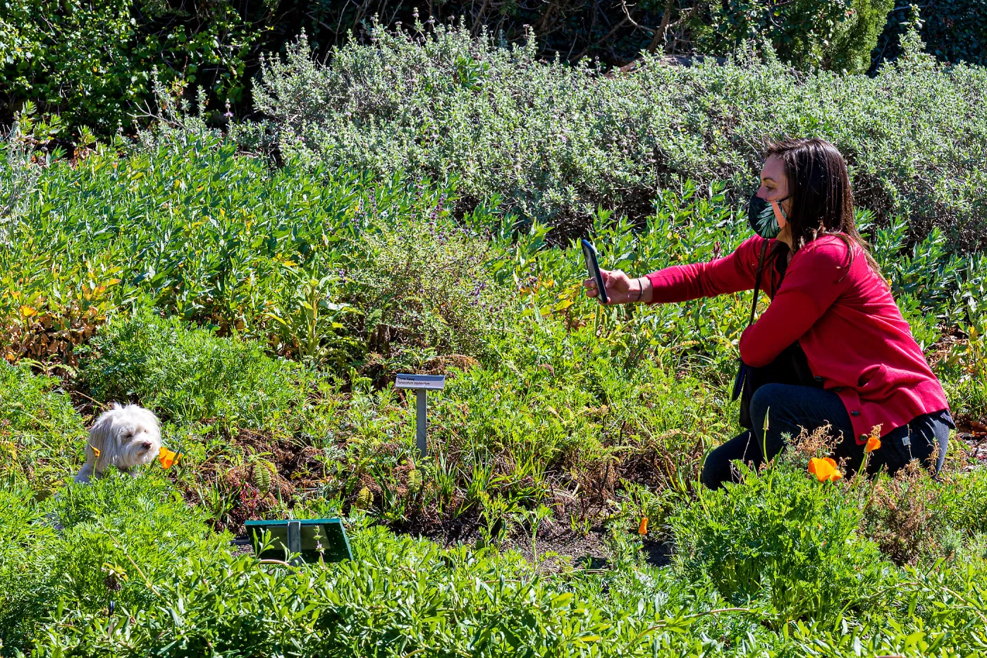Face Coverings in the Garden
