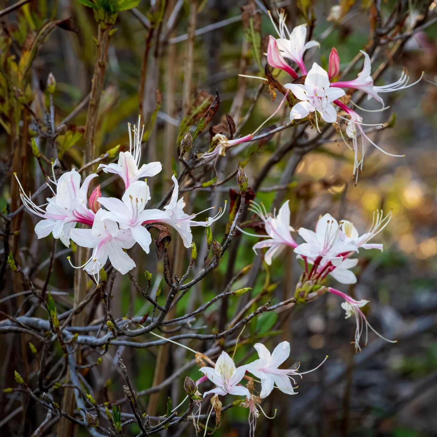 Western Azalea