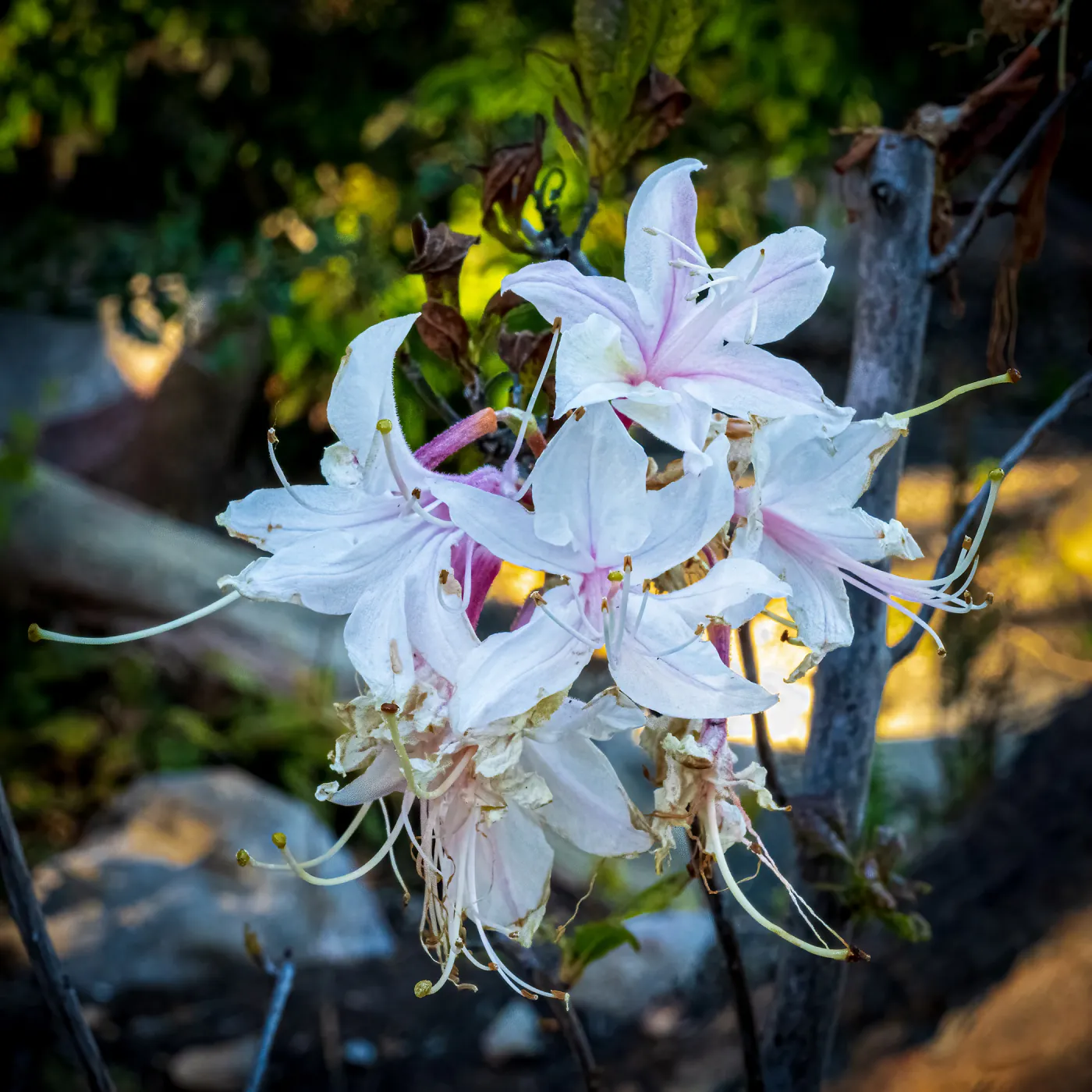 Western Azalea