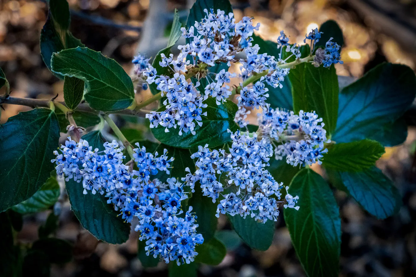 Ceanothus (California Lilac)