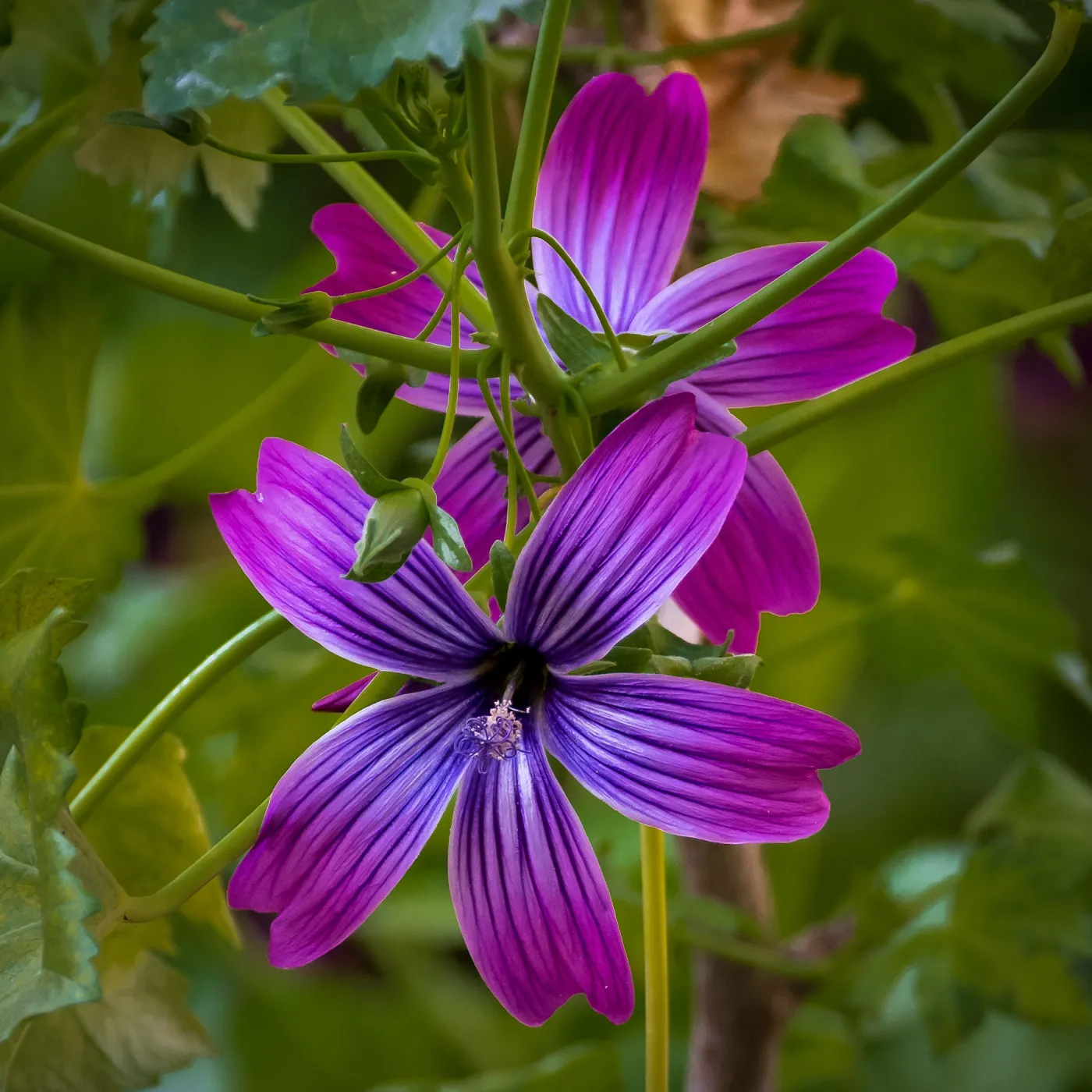 Island Mallow