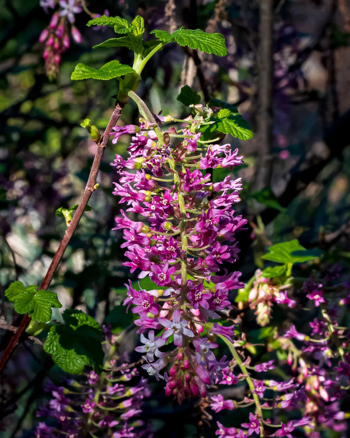 Pink-Flowered Currant