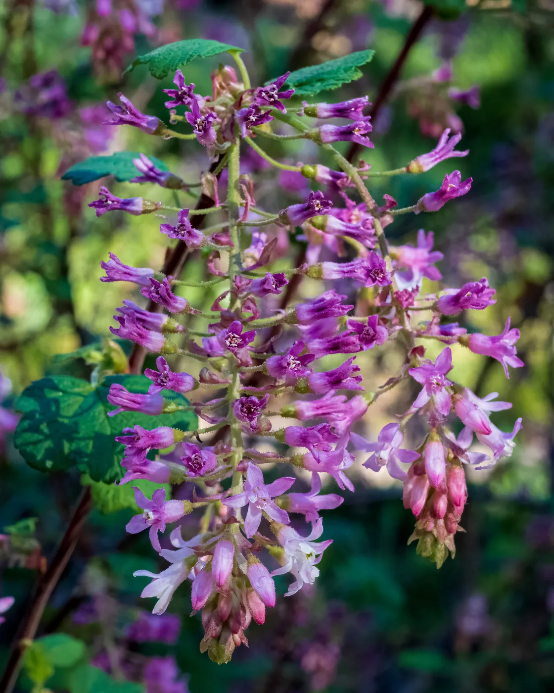 Pink-Flowered Currant