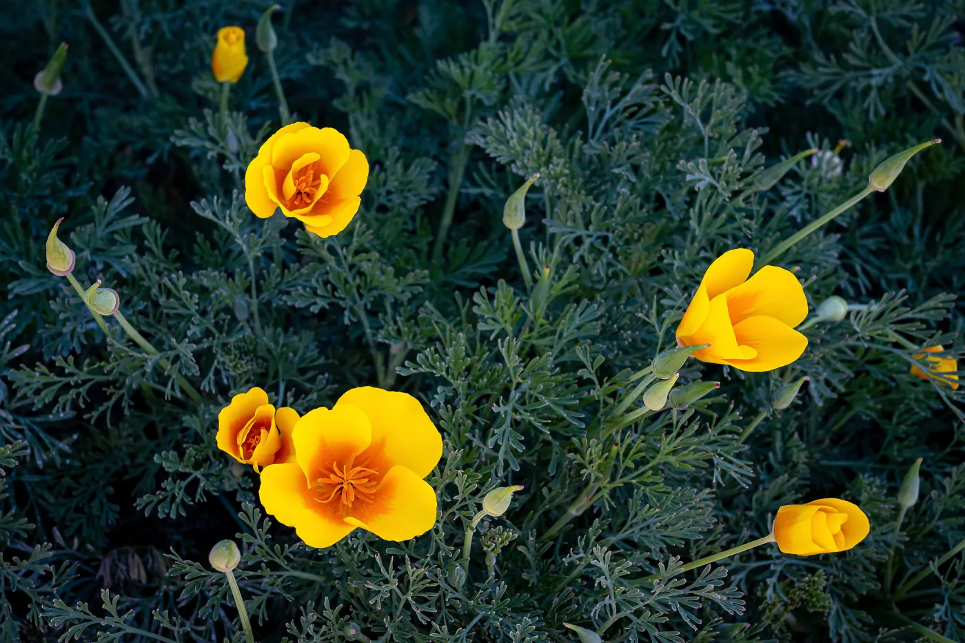 California Poppies