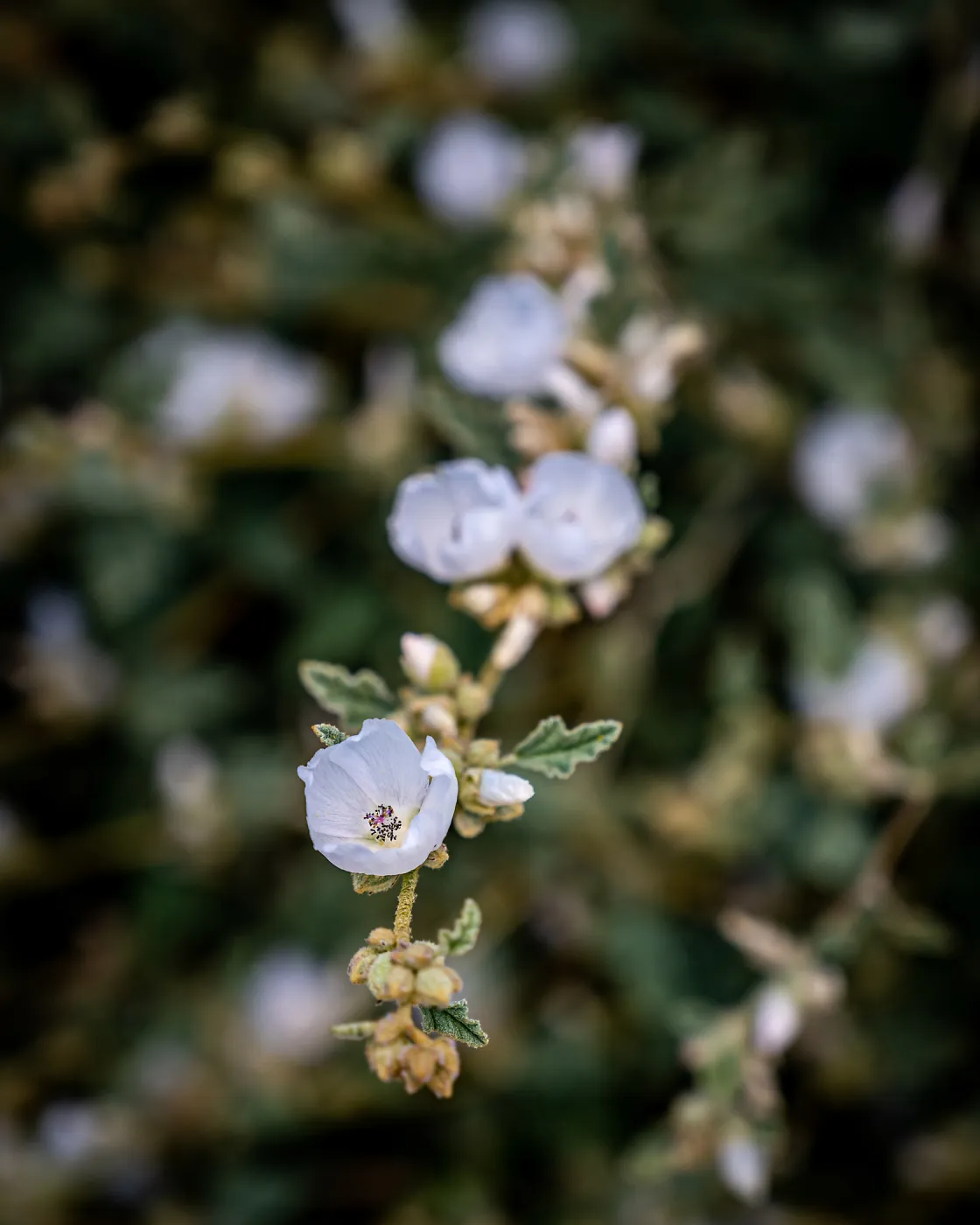 La Luna Desert Mallow