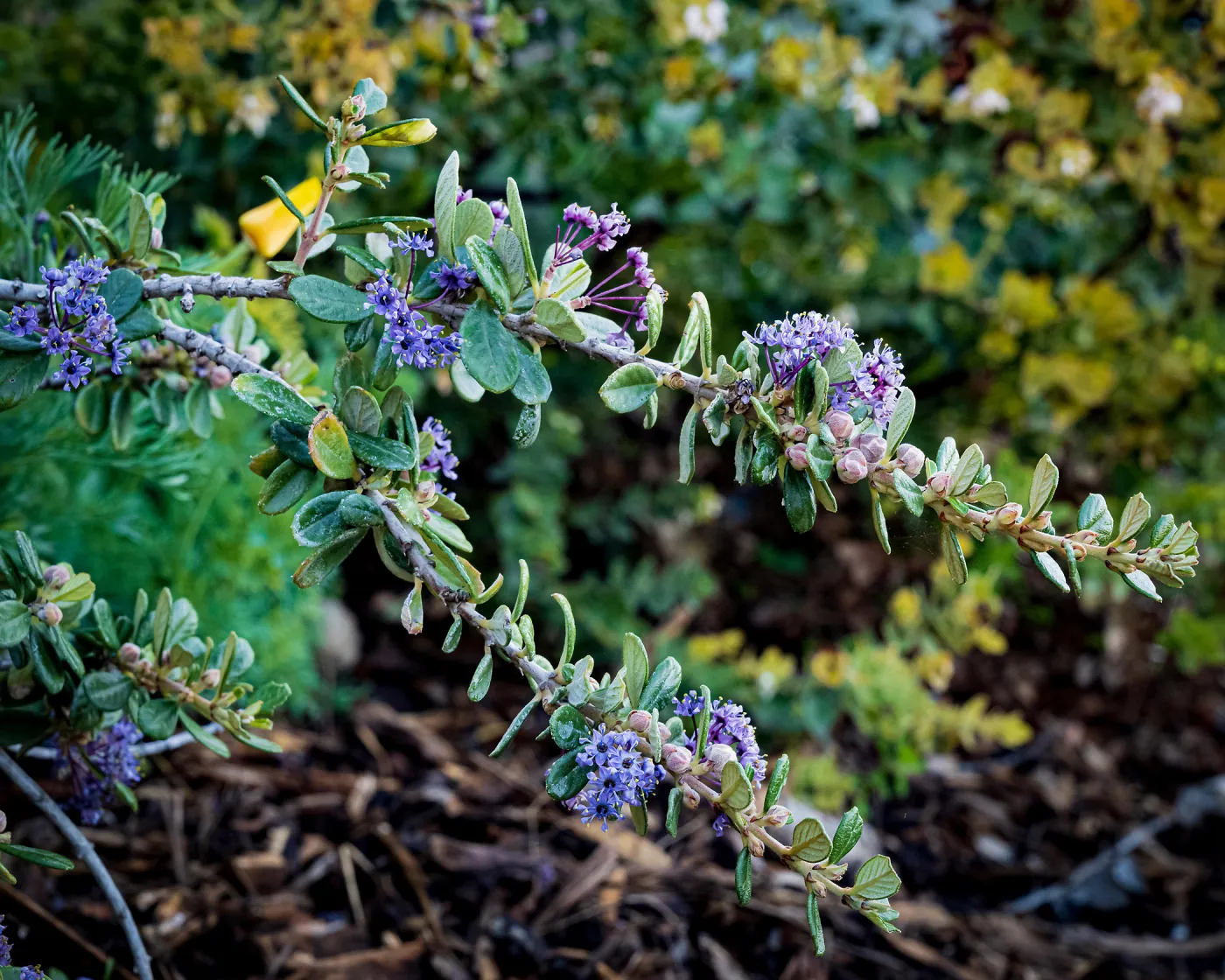 Maritime Ceanothus