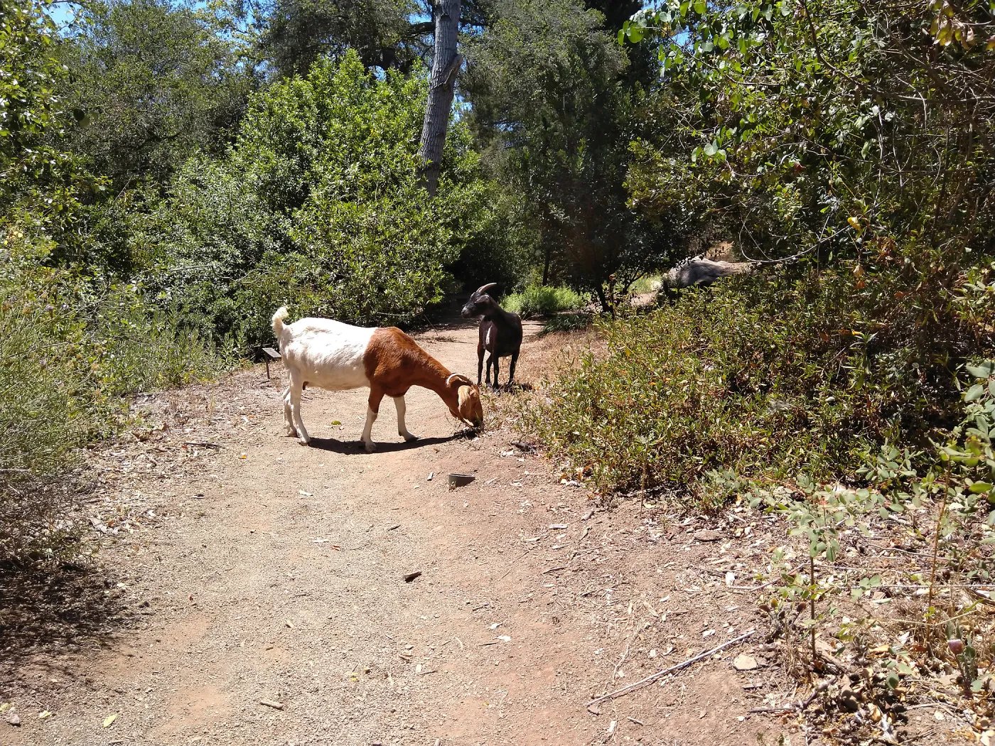 Stray goats visiting the Garden