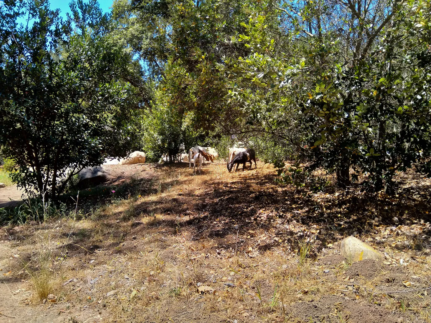 Stray goats visiting the Garden