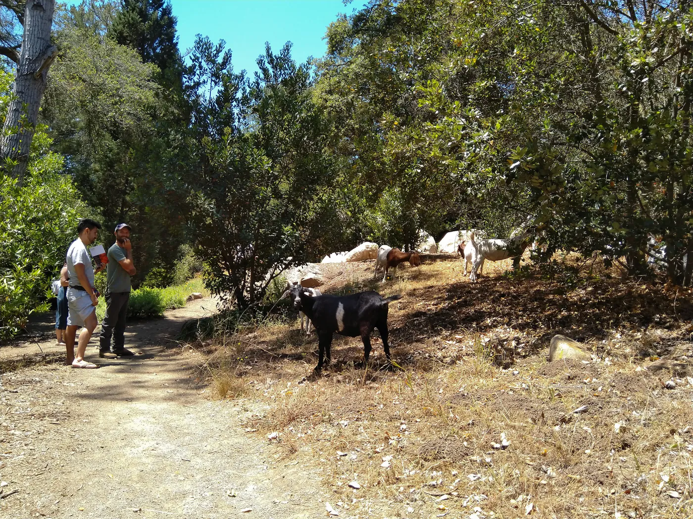 Stray goats visiting the Garden
